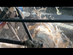 Żywne stabilizatory żelatynowe dla skóry wołowej Żelatynowy hydrolizat Halal